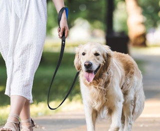 amazon dog leashjpg 1682527678 1682527678