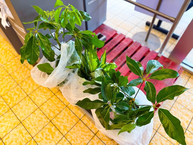 aldi-plants-1