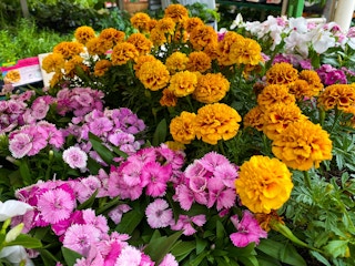 home-depot-spring-black-friday-annual-flower-plants-2022-06