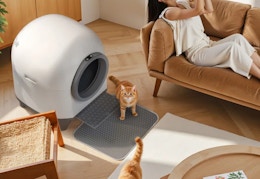 This $260 Self Cleaning Litter Box Is Only $171 Shipped at Wayfair card image