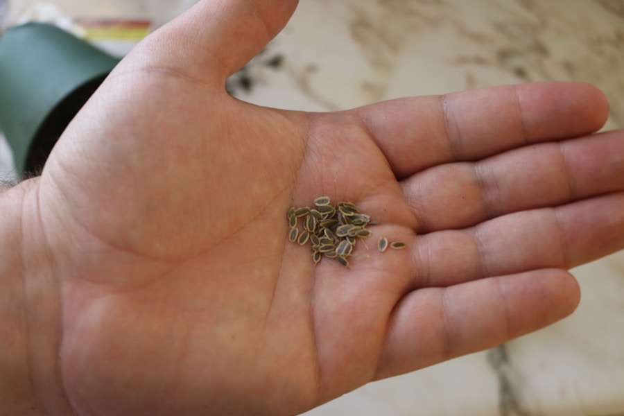 A person's hand holding up a pile of small seeds.