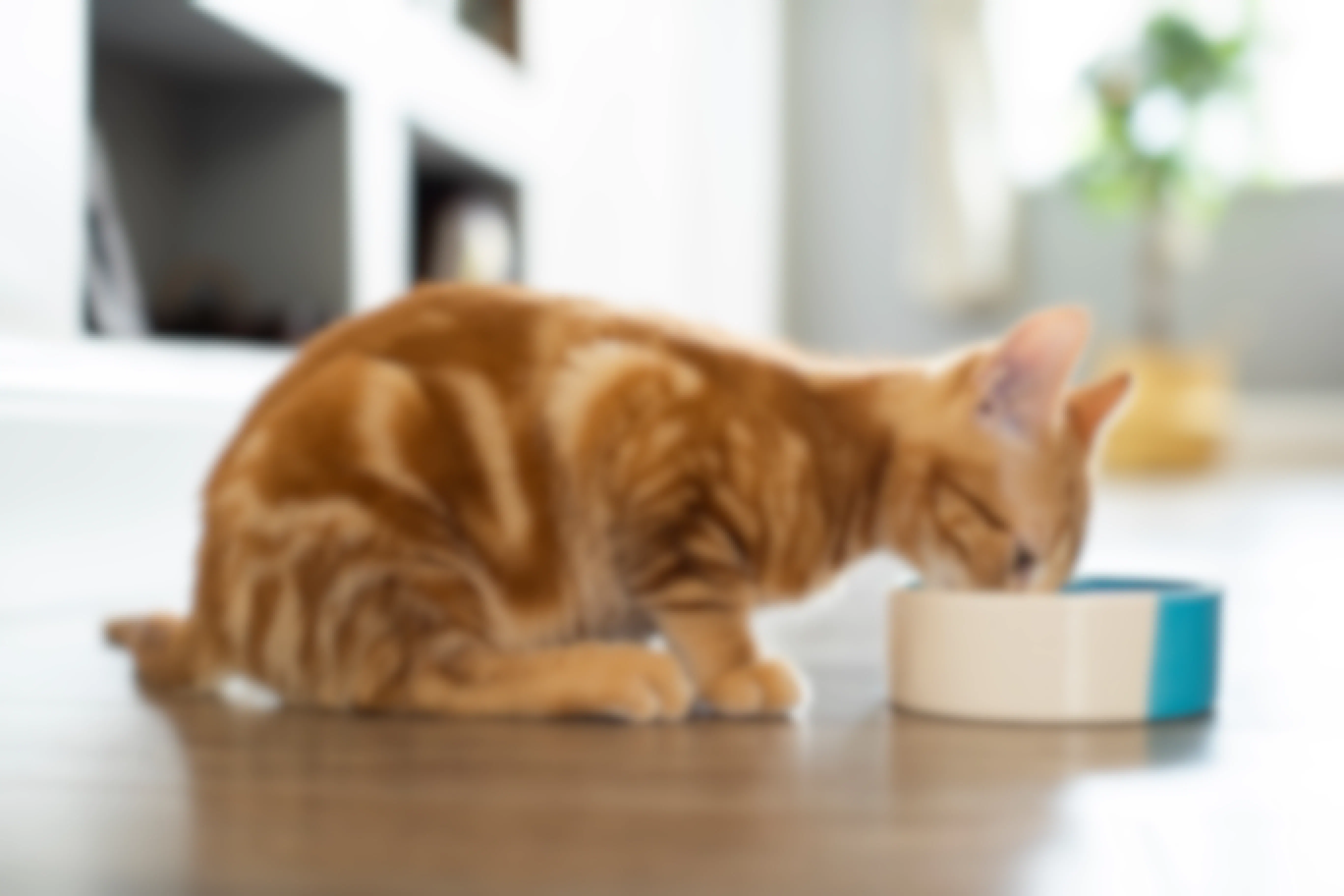 8 Ways to Get Cheap Cat Food, No Matter Where You Shop