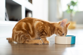 young orange tabby cat eating food from bowl