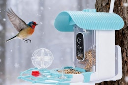 a bird feeder outside on a tree