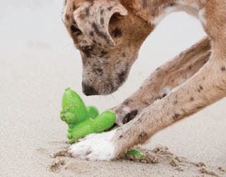 a dog playing with a green toy in sand