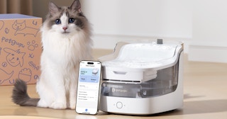 a cat sitting next to a cat water fountain and phone
