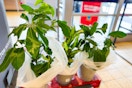 aldi foliage plants