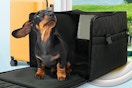 A dachshund exiting the black soft pet carrier with an airplane window and a suitcase behind him
