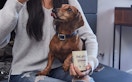 A dog sitting near PetLab Co. probiotic chews.