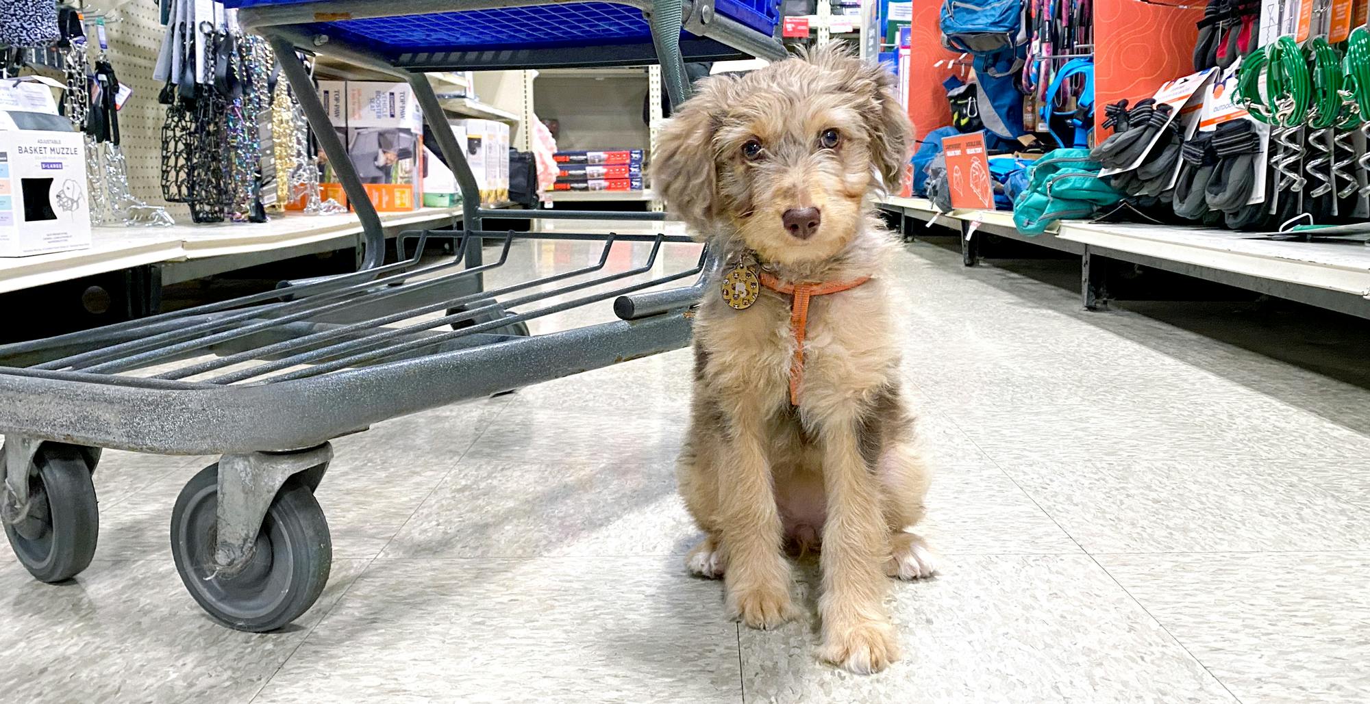 Walmart allow best sale dogs in store