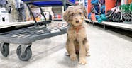 45 Dog Friendly Stores Across The U S Plus Where They re Not Allowed 