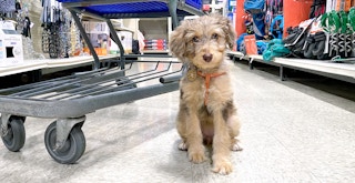 doodle puppy sitting near petsmart shopping cart in aisle