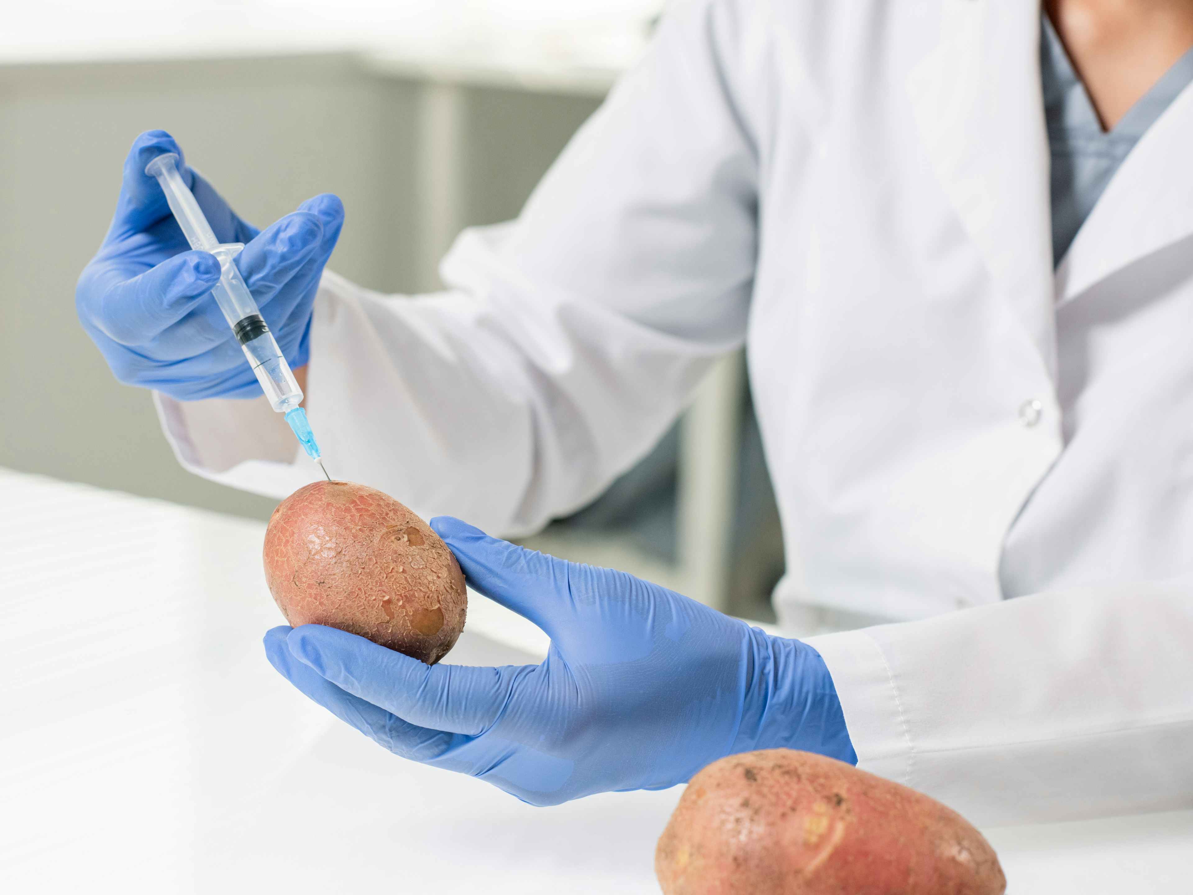 Researcher in a white coat and gloves injecting a potato