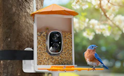 a bird on a bird feeder on a tree