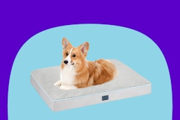 50% Off Plush Dog Beds — As Low as $18 on Amazon card image