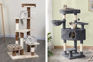 Chewy Cat Tower Feature Image
