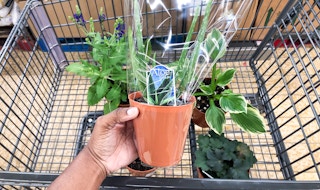 aldi home and garden post 1682691827 1682691828