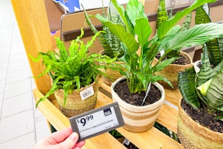 aldi foliage with price tag