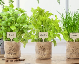 indoor-garden-starter-kit-amazon