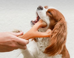 Benebone Dog Chew Toys, as Low as $8.69 on Amazon card image