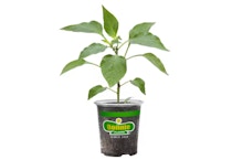 3 Bonnie Vegetables and Herbs