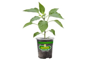 3 Bonnie Vegetables and Herbs