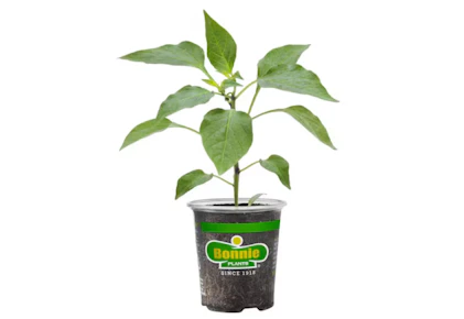 3 Bonnie Vegetables and Herbs