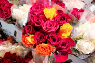 hand holding a dozen bloom haus roses