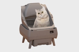 a cat in a self-cleaning litter box