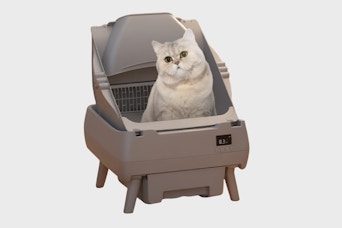 a cat in a self-cleaning litter box