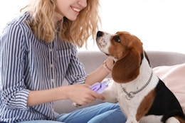 Dog Nail Clippers, Just $7.99 on Amazon (Reg. $19.99) card image