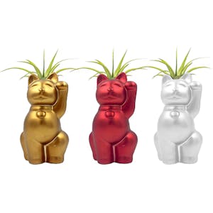 LiveTrends Air Plant Figurine Set
