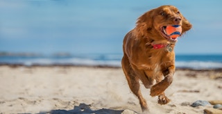 chuckit dog toy 1637006012 1637006012