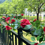 Artificial Rose Garland