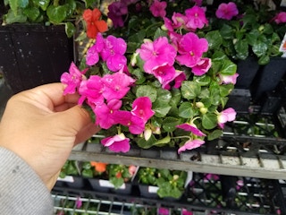 lowes annuals 050718c 1525711308