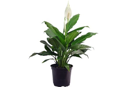Costa Farms Peace Lily