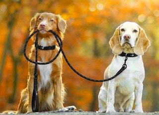 amazon active pets 2022 6 1664019763 1664019763
