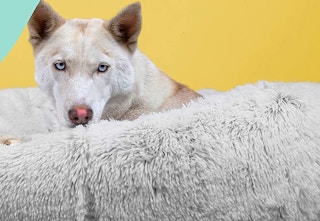 amazon donut bed 2023 1 1683128216 1683128216