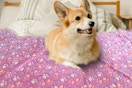 a dog on a waterproof blanket