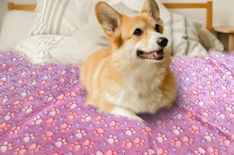 a dog on a waterproof blanket