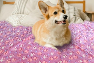 a dog on a waterproof blanket