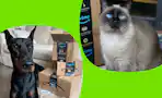 amazon-pet-deals-1