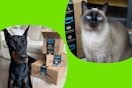 amazon pet deals