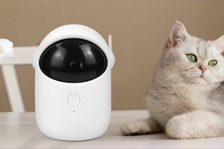 Cat laying next to Automatic Cat Laser Toy 