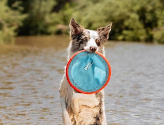 a dog carrying a disc toy in a lake