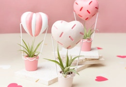 lowes valetines air plant sets