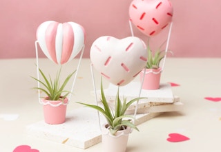 lowes valetines air plant sets