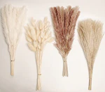 Natural Dried Pampas Grass Decor