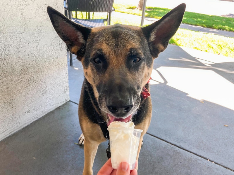 A dog licking whipped cream out of a small cup.