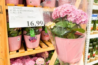 costco-pink-hydrangeas